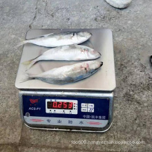 seafrozen horse mackerel Chinese ba lang fish, china south sea fish